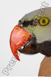 Mouth Parrot